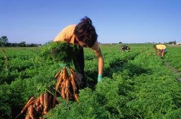 (Photo of agricultural workers courtesy of dmaroscar / Royalty-free / iStock / Getty Images Plus)