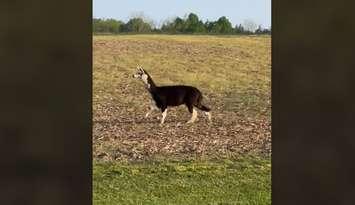 Runaway llama spotted in a field along Talbot Trail near Blenheim. (Photo courtesy of Gregory Dennis via Facebook)