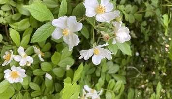 Multi-Flora Rose (Image courtesy of HWIJUN LIM / iStock / Getty Images Plus via Getty Images)