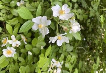 Multi-Flora Rose (Image courtesy of HWIJUN LIM / iStock / Getty Images Plus via Getty Images)