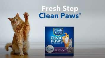 Blaze in Fresh Step Clean Paws  commercial (Screengrab via Fresh Step YouTube)