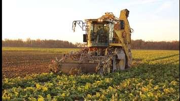 Sugar beet farming (Photo Courtesy of Mark Lumley)