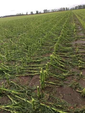 Damaged crops after storm in Mitchell's Bay area July 7. July 8, 2017. (Photo courtesy of Leon Leclair). 
