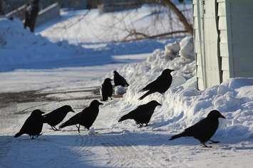 Crows in Chatham. (File photo by Natalia Vega)