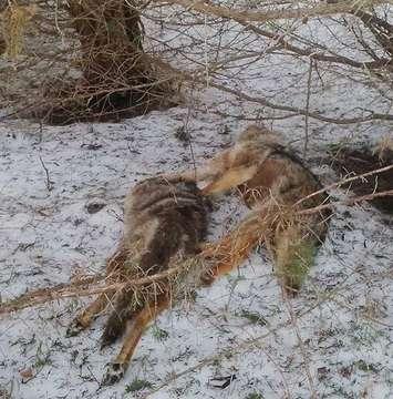 The two decapitated coyotes found in Parkhill. Photo courtesy of Cassie Schakel, 