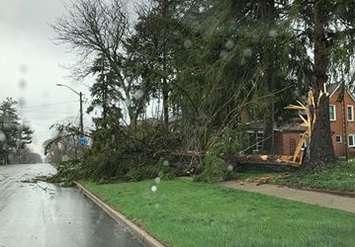 Tree down in Ridgetown. (Photo courtesy of Natasha Edwards via Facebook).