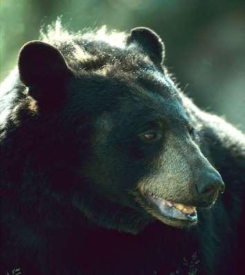 File photo of a Black Bear.  Photo courtesy of MNR