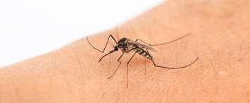 Mosquito. (Photo courtesy of © Can Stock Photo / chungking)