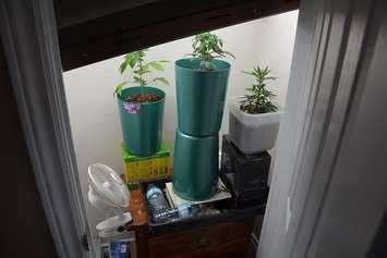 Some pot plants seized during a drug bust at a Blenheim home. (Photo provided by Chatham-Kent Police Service)