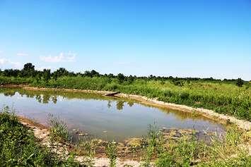 The 2.5-acre project involving the creation of a wetland surrounded by tree planting. July 14, 2020. (Photo courtesy of the Municipality of Chatham-Kent).