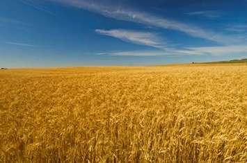 Wheat Field (Photo courtesy Agriculture and Agri-Food Canada)