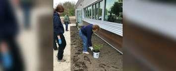 Volunteers help with landscaping at the new Chatham-Kent Animal Shelter  on May 17, 2019. (Photo by Blackburn Radio Summer Road Crew)