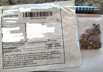 Unmarked seeds sent through the mail. Photo courtesy of the Canadian Food Inspection Agency. 