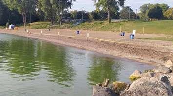 In September 2017, an algal bloom forced the closure of Colchester Beach. (Photo courtesy of the Essex Region Conservation Authority)