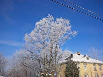Tree frost (BlackburnNews.com photo by Ray Baynton)