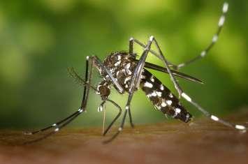 The Aedes albopictus mosquito is pictured. Photo courtesy Centers for Disease Control/Public Domain.