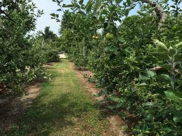 Apples grown at the Fruit Wagon family farm in Harrow. Photo taken July 26, 2014. (Photo by Ricardo Veneza)