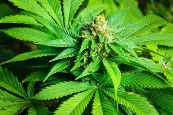 Photo of marijuana plant courtesy of © Can Stock Photo Inc. / EpicStockMedia