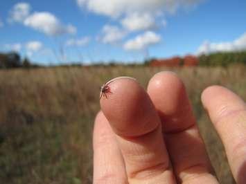 A deer tick. (Photo provided by Andrew Holland, National Media Relations Manager, Nature Conservancy of Canada)