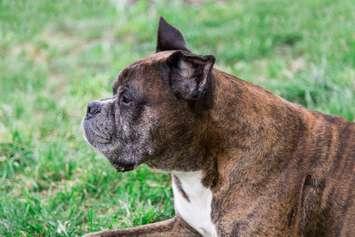 File photo of a boxer dog courtesy of © Can Stock Photo / Dimakp