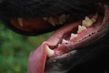 Dog teeth file photo. (Image by stuart pilbrow via Flickr).