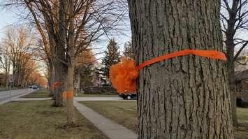 Orange ribbons tied to trees along Victoria Ave. in Chatham. (Photo by Cheryl Johnstone)