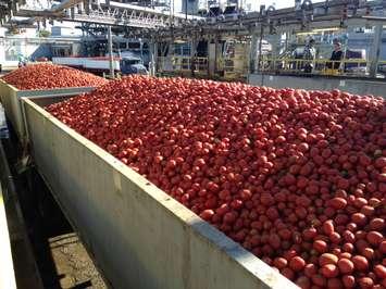 Tomatoes at Highbury Canco ready to be processed. (BlackburnNews photo)