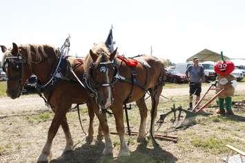A plowing demonstration at the International Plowing Match 2018 Media Day on September 5, 2018. (Photo by Angelica Haggert)