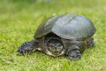 Snapping Turtle (© Can Stock Photo / mack_ch)