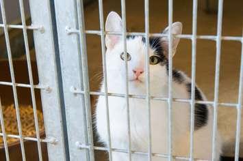 Cat in animal shelter. (Photo by © Can Stock Photo / IvonneWierink) 