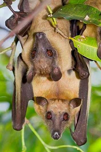 African straw-colored fruit bats (Eidolon helvum) in a tree, Kenya, Africa. courtesy of Canadian Institute For Bat Research
