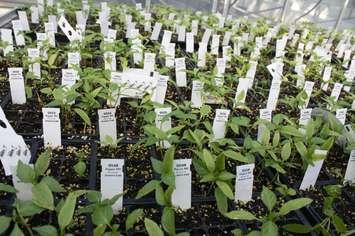 Pepper plants growing in the Vineland greenhouse.  (Photo provided by AgInnovation Ontario)