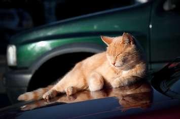 Ginger cat reclining on the hood of a vehicle. Stock image. (© Can Stock Photo / the_guitar_mann)