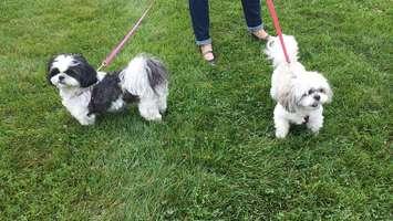 Two of the four legged participants in the SPCA Walk for Life Sept. 19, 2015. (Photo courtesy OSPCA Kent Branch via Facebook) 