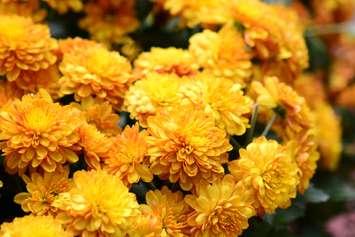 Yellow Marigolds. (Photo by © Can Stock Photo / kuarmungadd). 