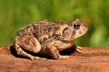Fowler's toad (Photo courtesy of © Can Stock Photo / stevebyland)