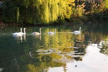 Swans in Wallaceburg. (Photo courtesy of the Municipality of Chatham-Kent)